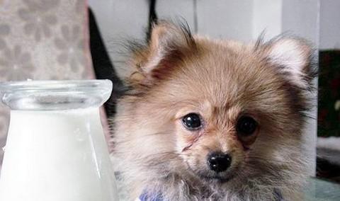 狗狗想喝水但不敢喝怎么办？如何鼓励狗狗饮水？