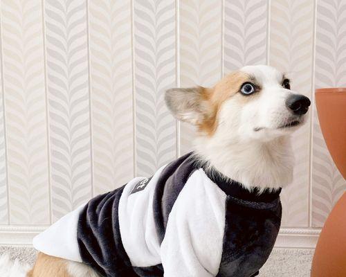 狗狗消化不好的症状有哪些？如何改善？