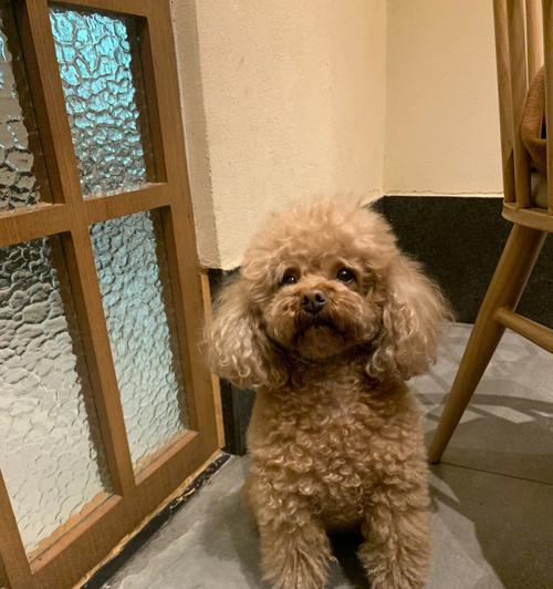 狗狗小八的真实故事是什么？如何影响了宠物主人？