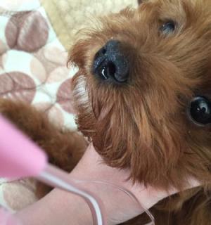 狗狗小便有血是什么原因？如何处理这种情况？
