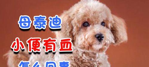 狗狗小便有血是什么原因？如何处理这种情况？