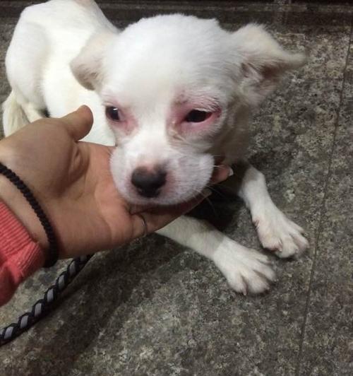 狗狗小时候应该接种哪些疫苗？常见疫苗接种时间表是什么？