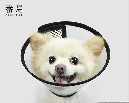狗狗小腿红肿一直舔怎么办？可能的原因和处理方法是什么？