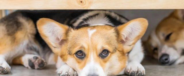 狗狗性格急躁怎么办？如何训练狗狗保持冷静？