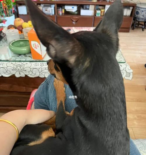 狗狗血糖高了怎么办？如何快速降低宠物血糖？