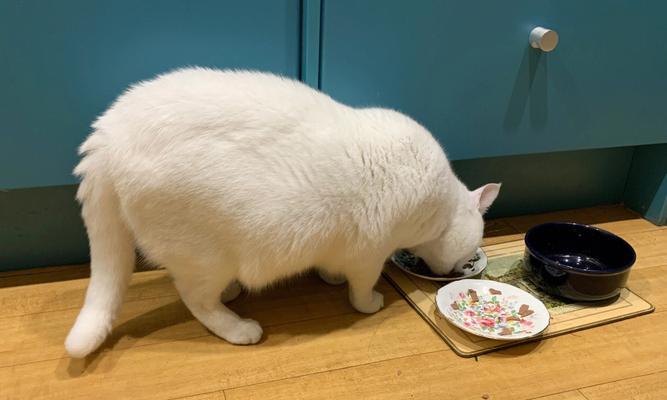 狗狗血脂高怎么治疗？有效降低血脂的方法有哪些？