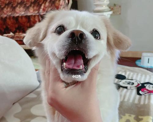 狗狗牙齿黄怎么治好？有效的方法有哪些？