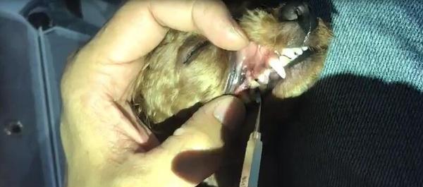 狗狗牙结石怎么除掉？有效去除方法有哪些？
