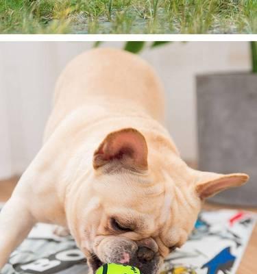狗狗眼边红了怎么办？如何快速识别和处理？
