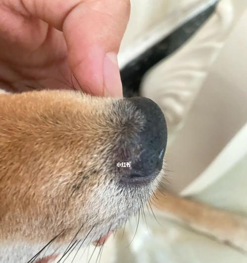 狗狗眼疾病症有哪些？如何通过图片识别狗狗眼部问题？