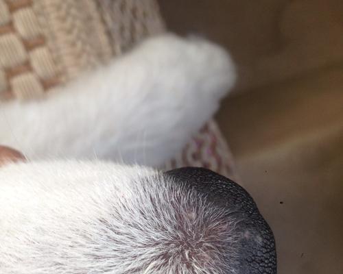 狗狗眼角长痘痘怎么办？可能的原因和处理方法是什么？