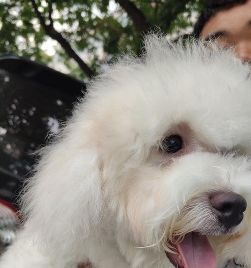 狗狗眼睛出现白色泡泡是什么原因？如何处理？