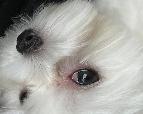 狗狗眼屎多应该打什么针？常见原因及处理方法是什么？