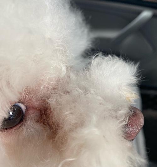 狗狗眼屎是黑色的怎么回事？如何处理？