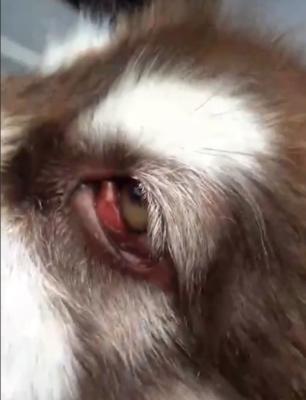 狗狗眼腺堵塞怎么治？有效治疗方法有哪些？