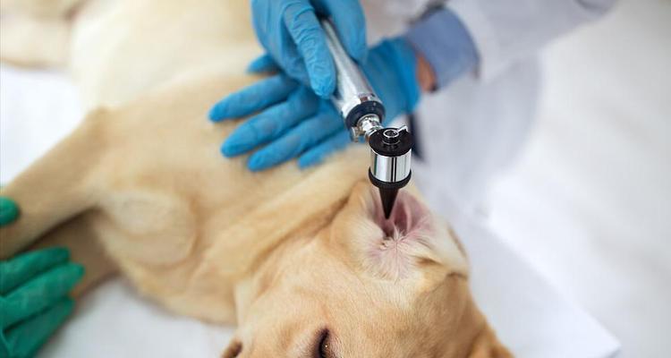 狗狗眼腺堵塞怎么治？有效治疗方法有哪些？