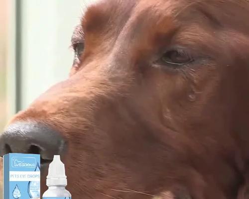 狗狗眼药水可以喷吗？正确使用方法是什么？