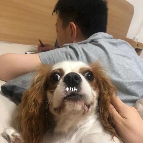 狗狗咬东西时为什么会叫？如何解决这一行为问题？