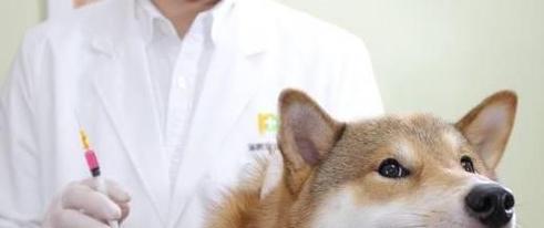狗狗药物中毒怎么办？紧急处理和预防措施是什么？