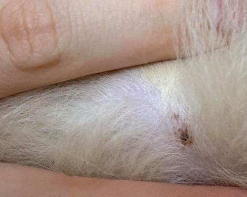 狗狗腋下长了颗痘痘怎么办？常见原因和处理方法是什么？