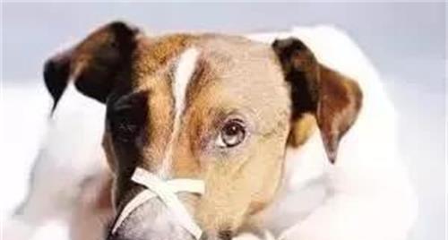 狗狗一被吓就休克了怎么办？如何预防和处理？