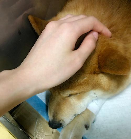 狗狗一被吓就休克了怎么办？如何预防和处理？