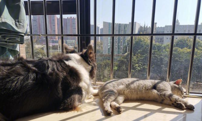 狗狗一大早守在床边是什么原因？如何训练狗狗改变这一行为？