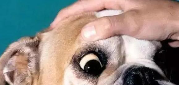狗狗一直拉虫怎么办？如何快速有效地处理？