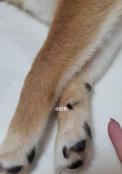 狗狗一直挠痒怎么治？可能的原因和解决方法是什么？