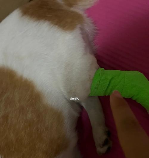 狗狗一直挠主人的腿是什么原因？如何解决？