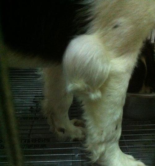 狗狗一直挠主人的腿是什么原因？如何解决？