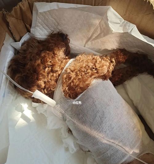 狗狗胰腺炎怎么检查？需要做哪些检查项目？