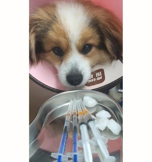 狗狗胰腺炎怎么检查？需要做哪些检查项目？