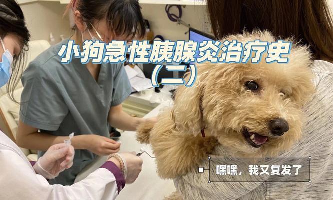狗狗姨腺炎的症状有哪些？如何及时发现和处理？