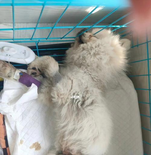 狗狗姨腺炎的症状有哪些？如何及时发现和处理？