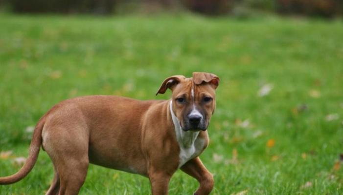狗狗英文名大全女生有哪些？如何为你的爱犬选择合适的英文名？
