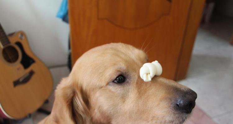狗狗用磨牙棒好不好？选择合适的磨牙棒有哪些注意事项？