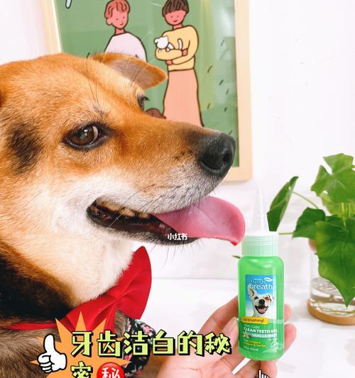 狗狗口臭怎么办？有效去除宠物口臭的方法有哪些？