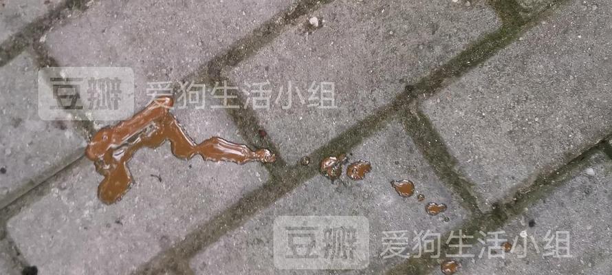 狗狗有球虫会尿频吗？球虫感染的症状和治疗方法是什么？