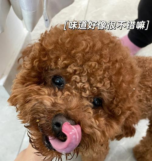 狗狗有牙狗粮用泡不？如何正确为狗狗准备泡软的狗粮？