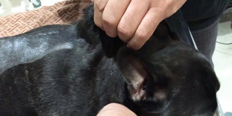 狗狗有疝气应该注意什么？如何预防和处理？