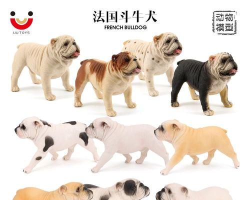 狗狗在怎么看多大了？如何判断狗狗的年龄？