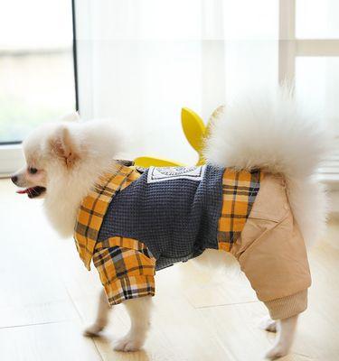 狗狗早上起来吃什么好？营养早餐推荐指南