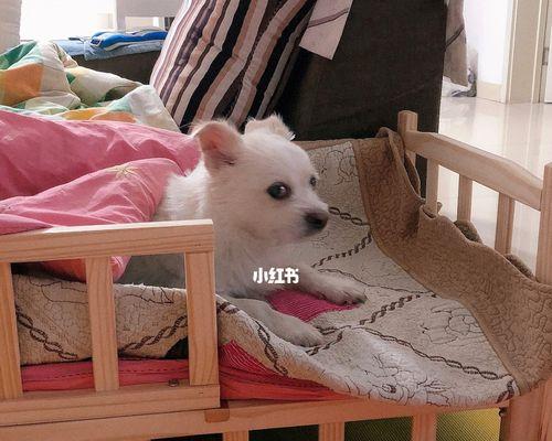 如何训练狗狗不睡在床上？常见问题与解决方法是什么？
