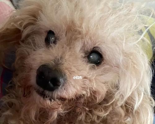 狗狗误食云南白药怎么办？正确处理方法是什么？