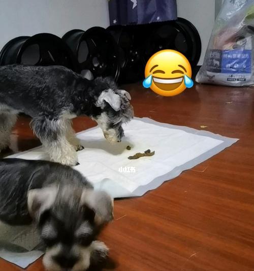 两个月大的小狗如何训练上厕所？常见问题有哪些？