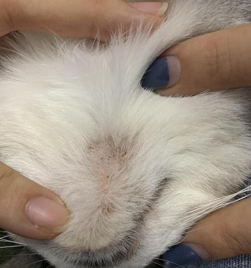 猫咪出现猫藓怎么办？如何检查和预防猫藓？