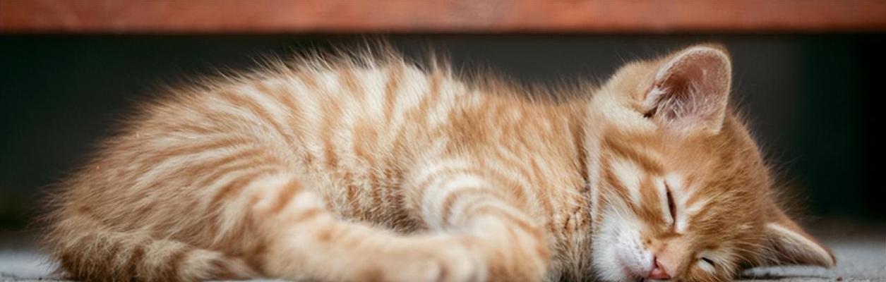 怎么看小猫是不是病了？小猫生病的常见症状有哪些？