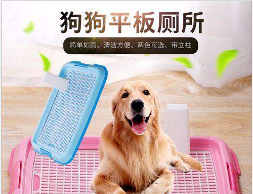 怎么训练泰迪狗狗正确大小便？常见问题有哪些？