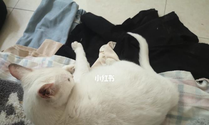 猫咪怀孕的迹象有哪些？如何判断猫咪是否怀孕？